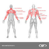 BD-41L, Lat Pull Attachment- Muscle Groups Targeted